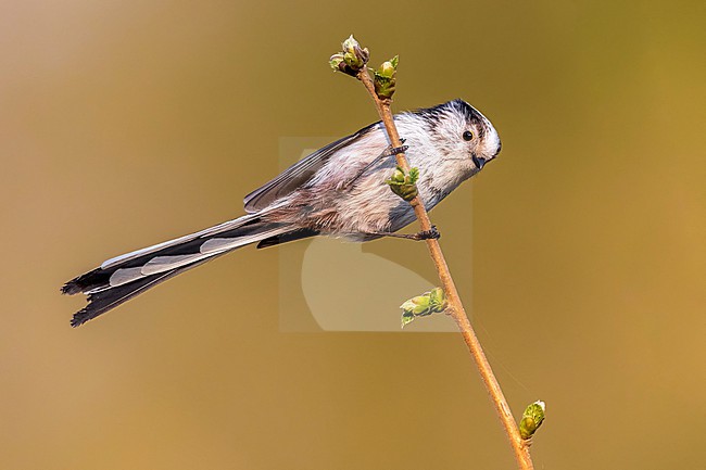 Adult European Long-tailed Tit (Aegithalos caudatus europaeus) perched on a bush in Neder-over-Hembeek, Brussels, Brabant, Belgium. stock-image by Agami/Vincent Legrand,