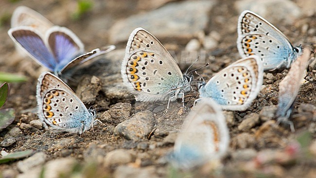 Heideblauwtje / Silver-studded Blue (Plebejus argus) stock-image by Agami/Wil Leurs,