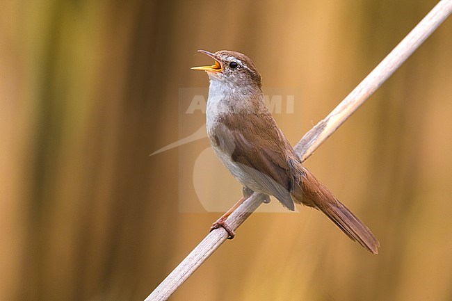 Singing Cetti's Warbler, Cettia cetti, perched on a twig in Italy. stock-image by Agami/Daniele Occhiato,