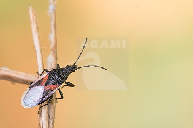 Oxycarenus lavaterae - Lime seed bug - Lindenwanze, Germany (Baden-Württemberg), imago stock-image by Agami/Ralph Martin,