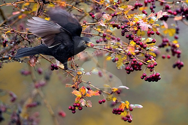 Male Eurasian Blackbird, Turdus merula, in Italy. stock-image by Agami/Daniele Occhiato,