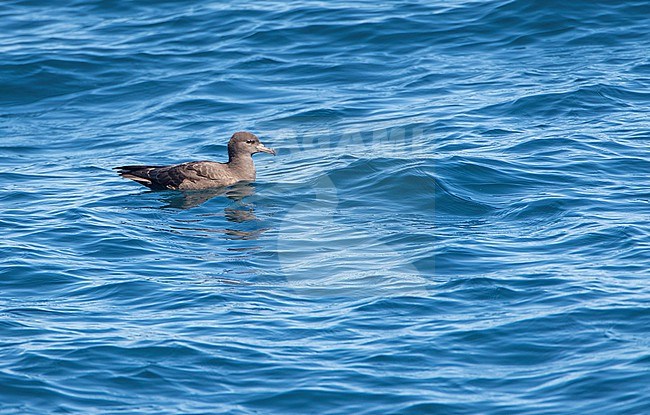 Flesh-footed Shearwater (Ardenna carneipes) swimming on the ocean off New Zealand. stock-image by Agami/Marc Guyt,