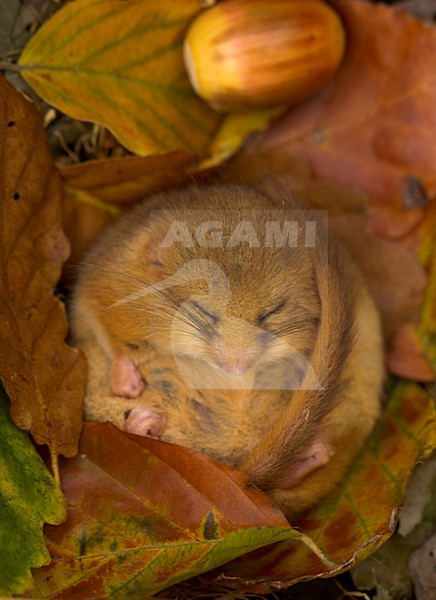 Hazelmuis in winterslaap, Dormouse hibernating stock-image by Agami/Danny Green,