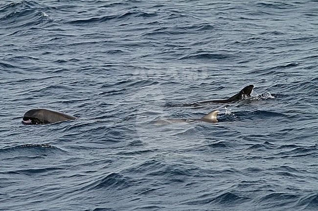 Pygmy Killer Whale (Feresa attenuata) a poorly known and rarely seen oceanic dolphin. stock-image by Agami/Pete Morris,