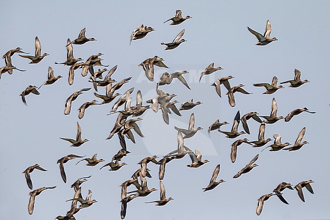  stock-image by Agami/Daniele Occhiato,