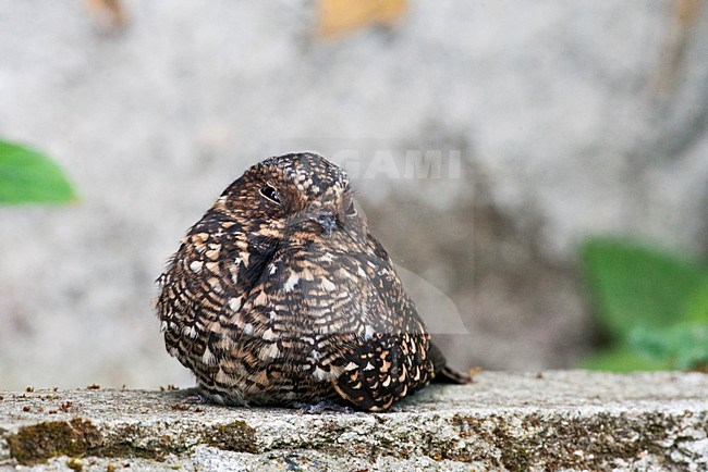 Vleugelbandnachtzwaluw zittend op een rand van een muurtje; Band-winged Nightjar perched on a edge of a wall stock-image by Agami/Marc Guyt,