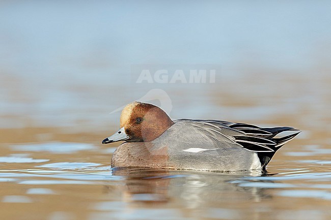 Eurasian Wigeon male swimming low point of view in the Reeuwijkse plassen, Netherlands. stock-image by Agami/Walter Soestbergen,