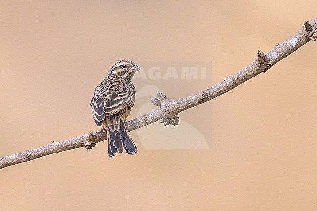 Cinnamon-breasted Bunting, Emberiza tahapisi, perched on a branch. stock-image by Agami/Sylvain Reyt,
