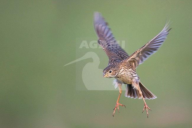 Corn Bunting - Grauammer - Miliaria calandra ssp. calandra, Hungary, adult stock-image by Agami/Ralph Martin,