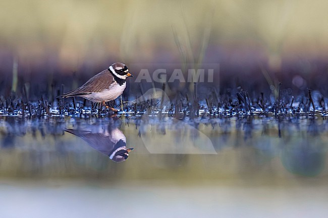 Common Ringed Plover (Charadrius hiaticula) in Italy. stock-image by Agami/Daniele Occhiato,