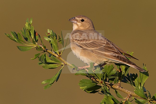 manual updated stock-image by Agami/Daniele Occhiato,