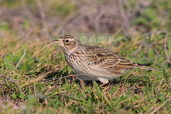 Veldleeuwerik; Eurasian Skylark stock-image by Agami/Daniele Occhiato,