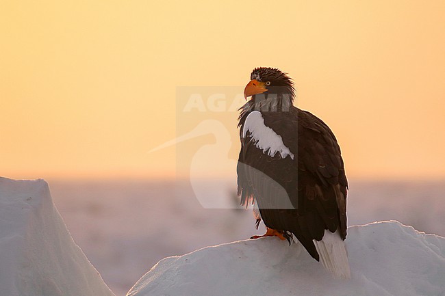 Adult Steller's Sea Eagle, Haliaeetus pelagicus, wintering at Rauso, Hokkaido, Japan. Perched on drift ice in the early morning. stock-image by Agami/Pete Morris,