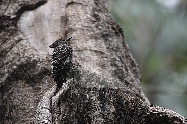 Buff-rumped Woodpecker (Meiglyptes grammithorax) perched in tree in Kaeng Krachan National Park, Thailand. stock-image by Agami/Helge Sorensen,