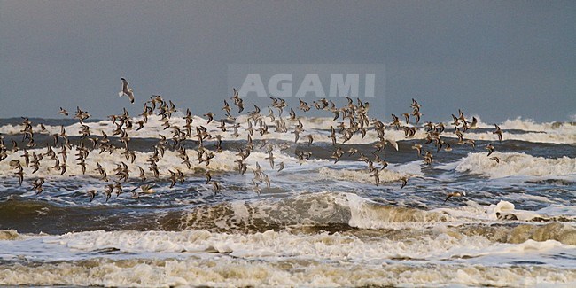 Drieteenstrandlopers in hun overwinteringsgebied; Sanderlings in their wintering habitat stock-image by Agami/Menno van Duijn,