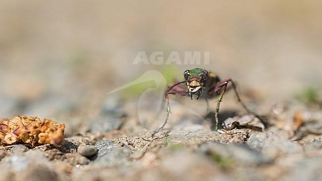 Cicindela campestris - Green tiger beetle - Feld-Sandlaufkäfer, Russia (Jekaterinburg), imago stock-image by Agami/Ralph Martin,