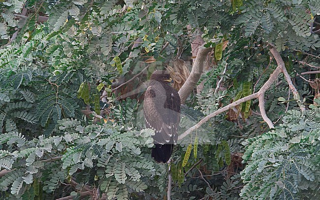 Juvenile Lesser Spotted Eagle (Clanga pomarina) roosting on a branch. Israel stock-image by Agami/Markku Rantala,