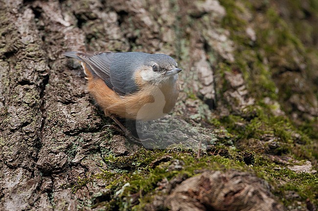European Nuthatch (Sitta europaea caesia) in Germany. Adult in aberrant plumage. stock-image by Agami/Ralph Martin,
