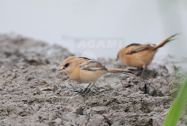 Juvenile male Bearded Reedling (Panurus biarmicus) foraging on muddy ground in the Flevopolder in the Netherlands. stock-image by Agami/Marc Guyt,