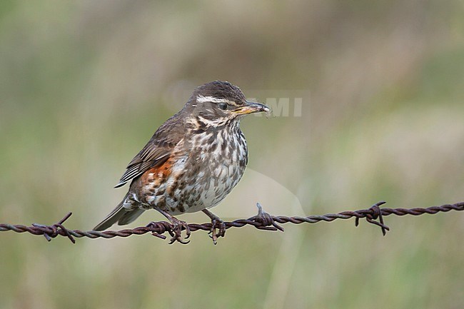 Redwing, Koperwiek, Turdus iliacus ssp. coburni, Iceland, adult stock-image by Agami/Ralph Martin,