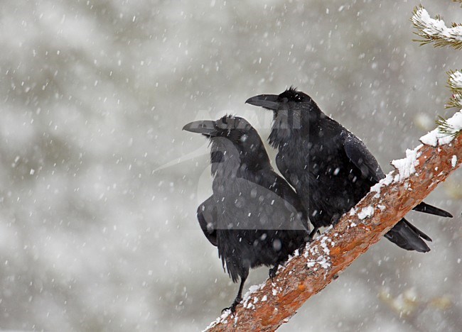 Raven in de sneeuw; Raven in the snow stock-image by Agami/Markus Varesvuo,