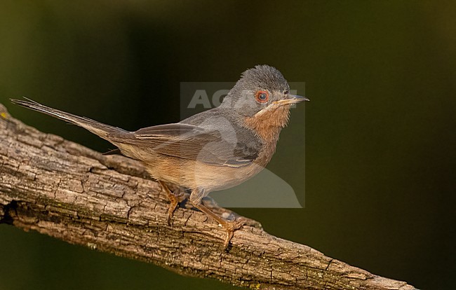 Western Subalpine Warbler (Curruca iberiae) male in June stock-image by Agami/Eduard Sangster,