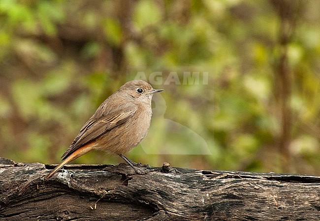 Female Eastern Black Redstart (Phoenicurus ochruros subspecies unknown) wintering in Indian subcontinent. stock-image by Agami/Marc Guyt,