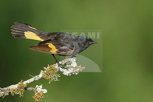 Adult male American Redstart (Setophaga ruticilla)
Galveston Co., Texas, USA in spring. stock-image by Agami/Brian E Small,