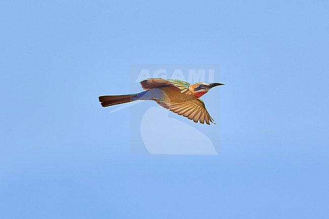 White-fronted Bee-eater (Merops bullockoides) flying against a blue sky as a background, Zimbabwe stock-image by Agami/Tomas Grim,
