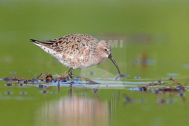 Curlew Sandpiper (Calidris ferruginea), side view of an adult moulting to breeding plumage, Campania, Italy stock-image by Agami/Saverio Gatto,
