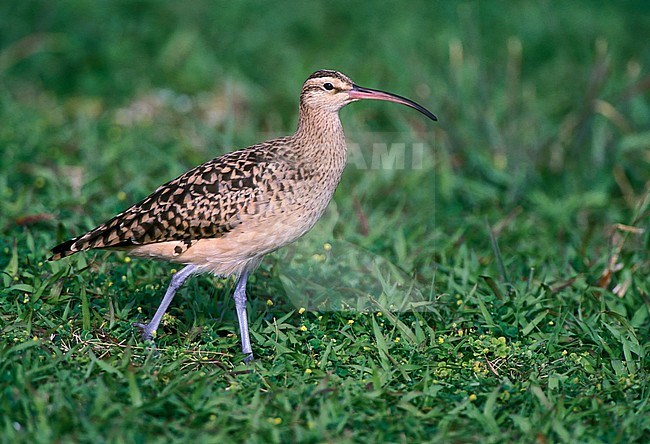 Adult
Midway Atoll, Pacific Ocean
March 2002 stock-image by Agami/Brian E Small,
