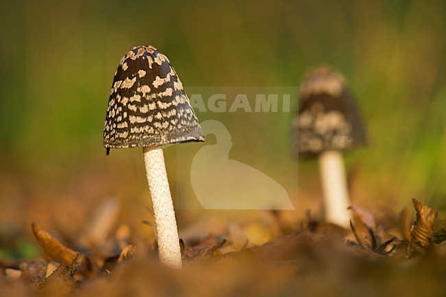 Spechtinktzwam, Magpie Fungus stock-image by Agami/Rob de Jong,