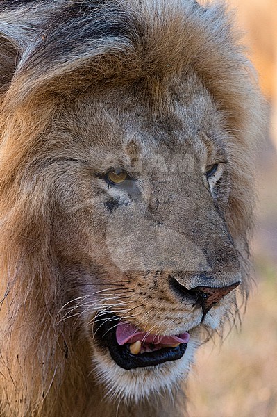 Portrait of a male lion, Panthera leo, patrolling the territory at sunrise. Ndutu, Ngorongoro Conservation Area, Tanzania stock-image by Agami/Sergio Pitamitz,