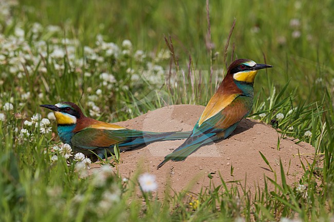 Bijeneters bij nesthol, European Bee-eaters near nest stock-image by Agami/Daniele Occhiato,