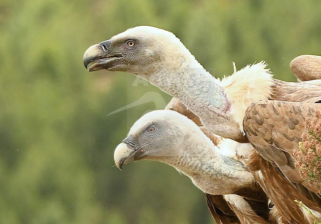 Griffon Vulture (Gyps fulvus) in southern France stock-image by Agami/Eduard Sangster,