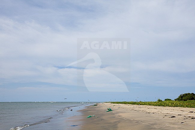The Atlantic Ocean coastline of Gambia stock-image by Agami/Wil Leurs,
