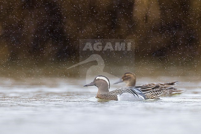 Male Garganey (Spatula querquedula) in Italy. stock-image by Agami/Daniele Occhiato,