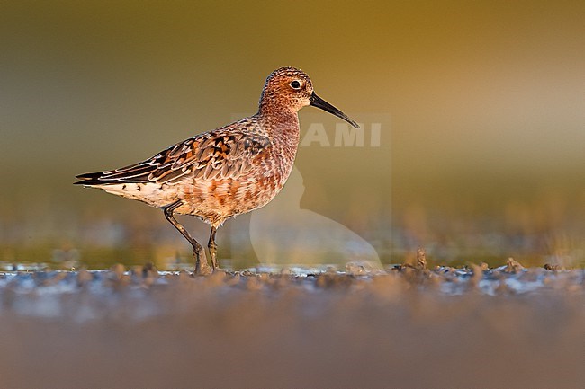 Adult Curlew Sandpiper, Calidris ferruginea, during spring migration in Italy. stock-image by Agami/Daniele Occhiato,