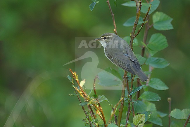 Arctic Warbler (Phylloscopus borealis), male singing in a willow bush, showing upperparts in Lapland, Finland stock-image by Agami/Kari Eischer,