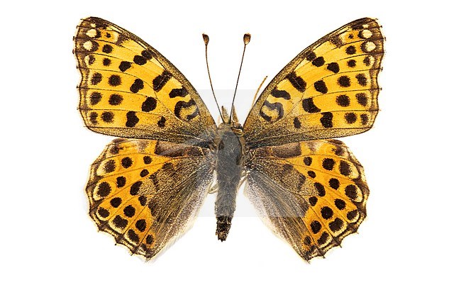 Queen of Spain Fritillary, Kleine parelmoervlinder, Issoria lathonia stock-image by Agami/Wil Leurs,