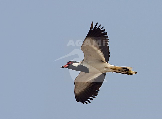 Indische Kievit in vlucht; Red-wattled Plover in flight stock-image by Agami/Markus Varesvuo,