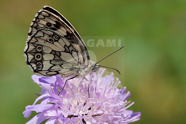 Dambordje in de vegetatie, Marbled White in the vegetation stock-image by Agami/Theo Douma,