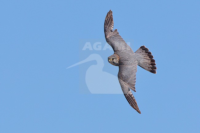 Merlin (Falco columbarius), adult male in flight seen from above, Northeastern Region, Iceland stock-image by Agami/Saverio Gatto,