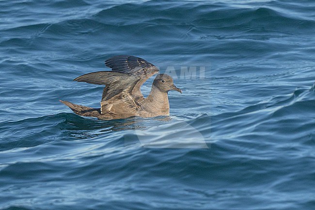 Sooty shearwater (Ardenna grisea) resting and stretching its wings, wit the sea as background. stock-image by Agami/Sylvain Reyt,