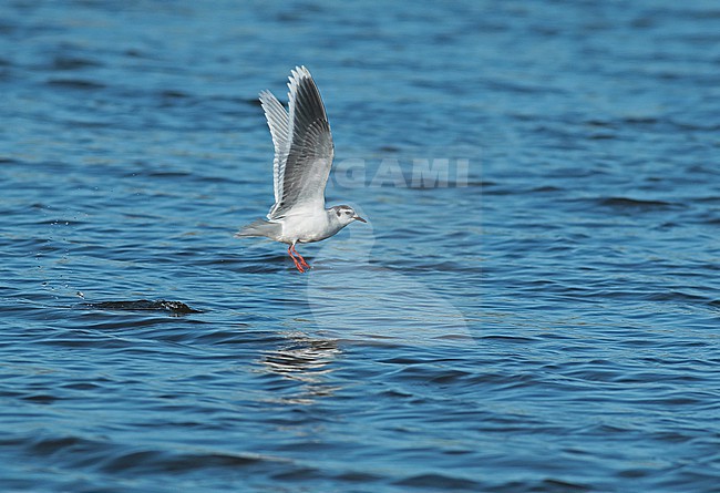 Little Gull flying out of the Waddensea near Den Oever in beautiful sunlight, showing underwing an red legs stock-image by Agami/Renate Visscher,