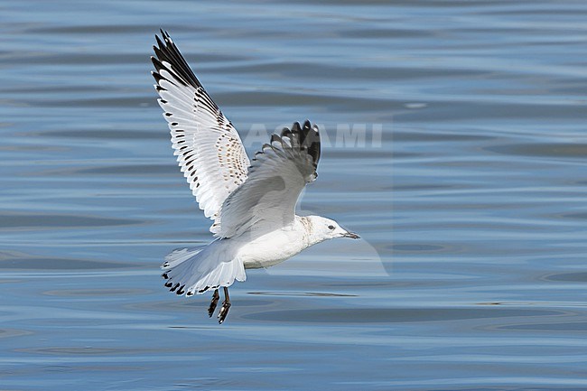 First-winter Relict gull (Ichthyaetus relictus) during autumn migration in Mongolia. Also known as Central Asian gull. stock-image by Agami/Dani Lopez-Velasco,