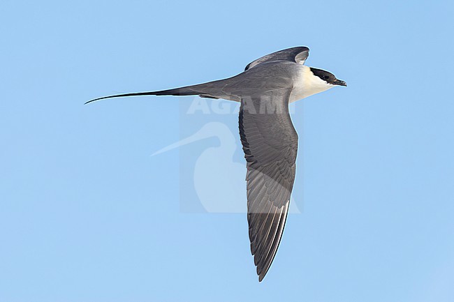 Long-tailed Jaeger (Stercorarius longicaudus), side view of an adult in flight, Finnmark, Norway stock-image by Agami/Saverio Gatto,