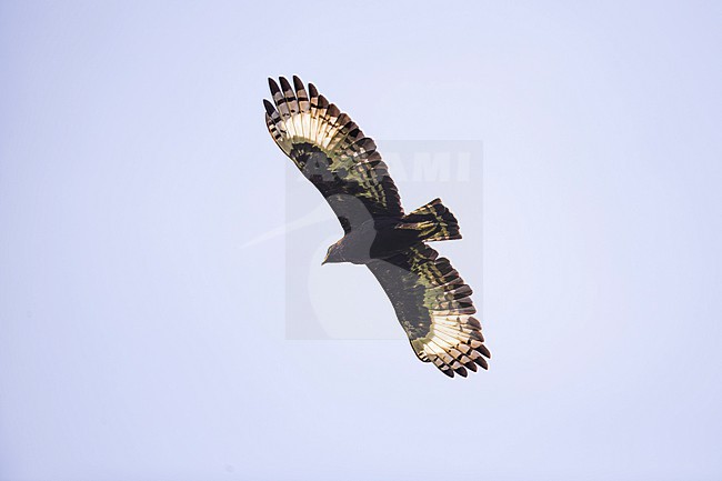 Long-crested Eagle (Lophaetus occipitalis) in flight found in Kibale forest in Uganda stock-image by Agami/Mathias Putze,