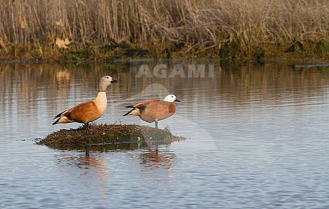 South African Shelduck, Tadorna cana, male and female swimming, Western Cape, South Africa stock-image by Agami/Karel Mauer,