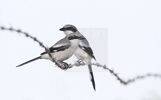 Loggerhead Shrike, Lanius ludovicianus, at Everglades NP, Florida, USA. Perched on barbed wire. stock-image by Agami/Helge Sorensen,